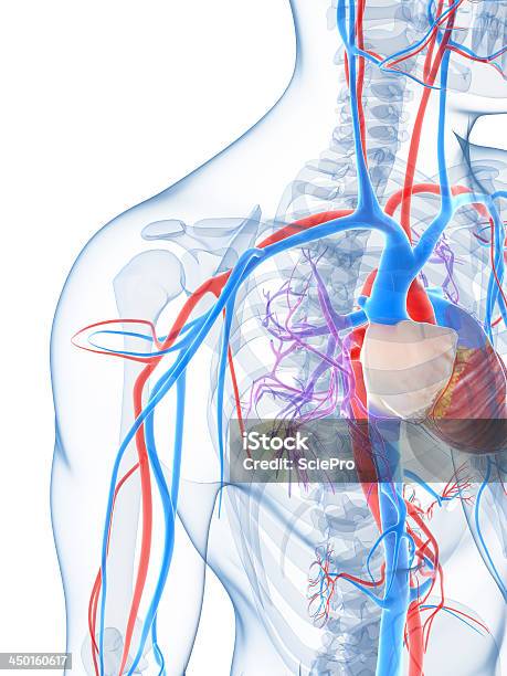 Foto de Sistema Vascular e mais fotos de stock de Anatomia - Anatomia, Aorta, Artéria Humana