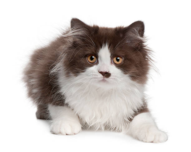 istock British Longhair kitten, 3 months old 450161573