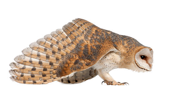 istock Barn Owl, Tyto alba, 4 months old 450161761