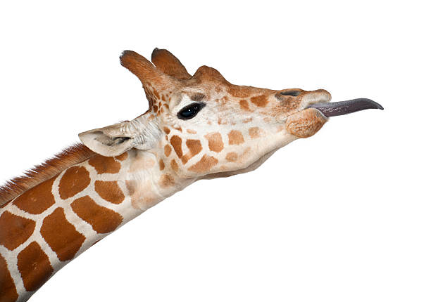 comumente conhecida como girafa reticulada, giraffa camelopardalids - reticulated - fotografias e filmes do acervo