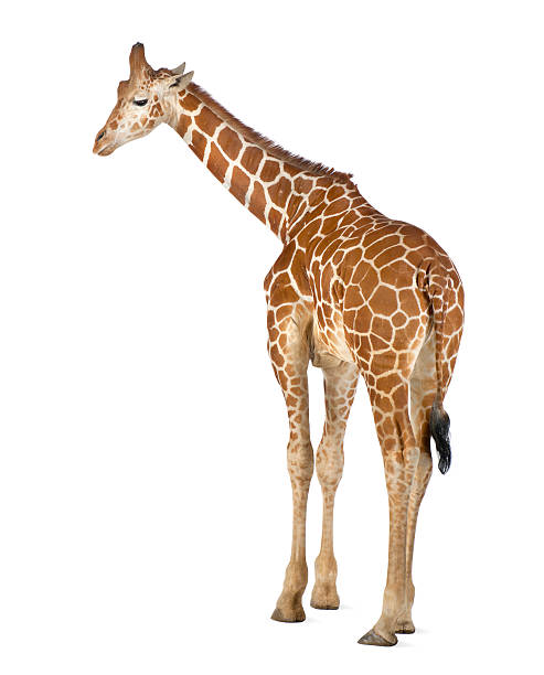 Commonly known as Reticulated Giraffe, Giraffa camelopardalis