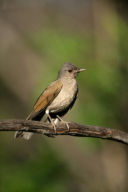 istock Pale-breasted thrush, Turdus leucomelas 450165387