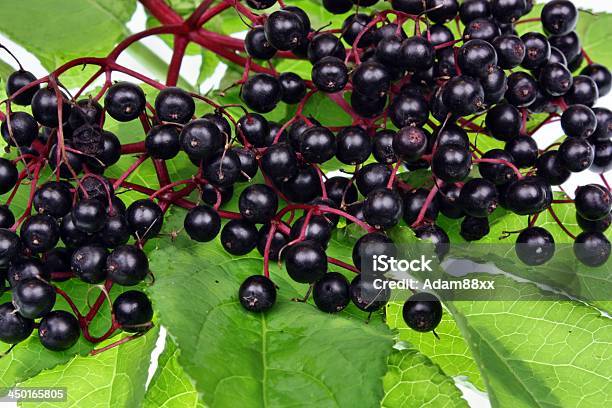 Elderberry Stock Photo - Download Image Now - Elder - Plant, Elderberry, Grape