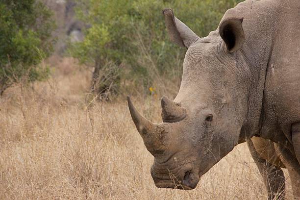 istock Rhino More than a Horn 450167069