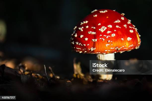 Amanita Muscaria - Fotografie stock e altre immagini di Amanita Parcivolvata - Amanita Parcivolvata, Ambientazione esterna, Autunno