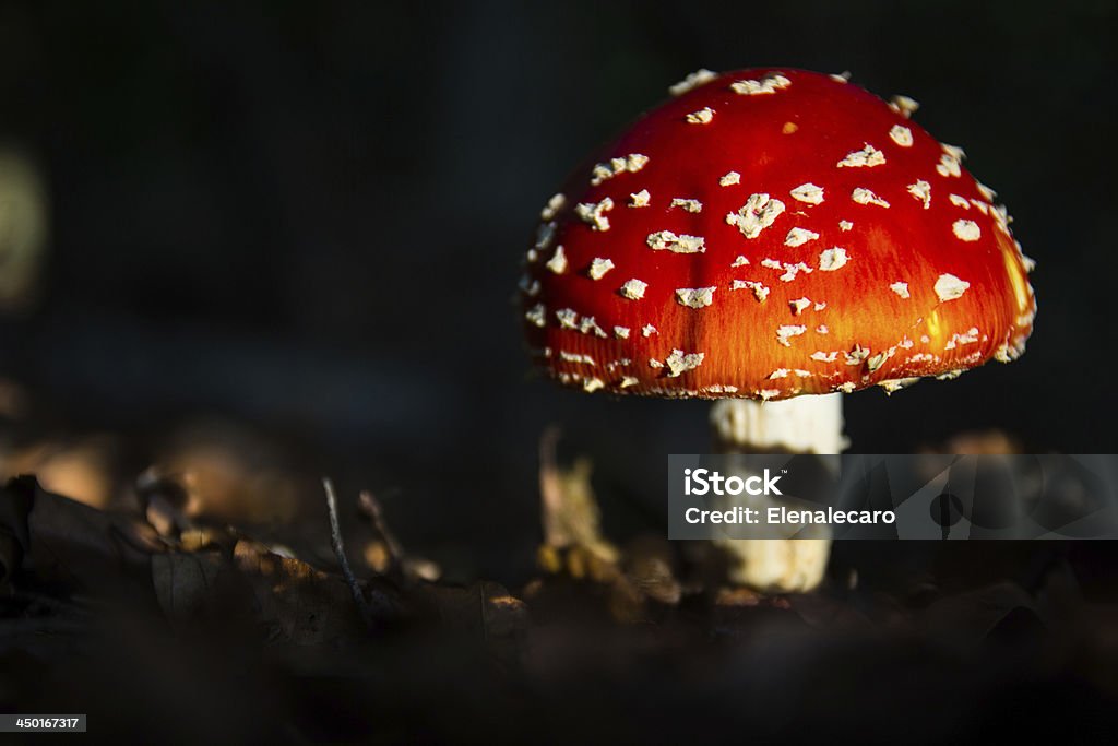 Amanita Muscaria - 로열티 프리 0명 스톡 사진