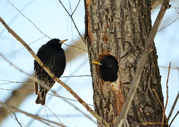 istock Heralds of the springtime 450167365