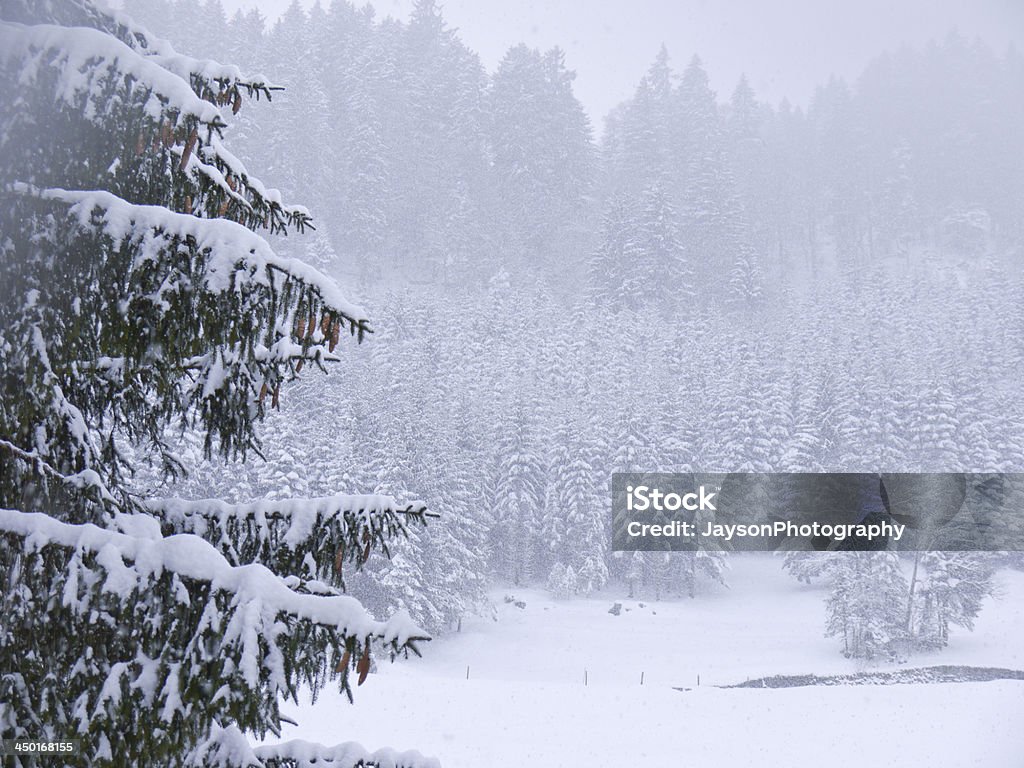 Inverno neve alberi - Foto stock royalty-free di Albero