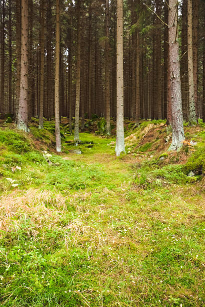 istock The primeval forest in autumn 450168889