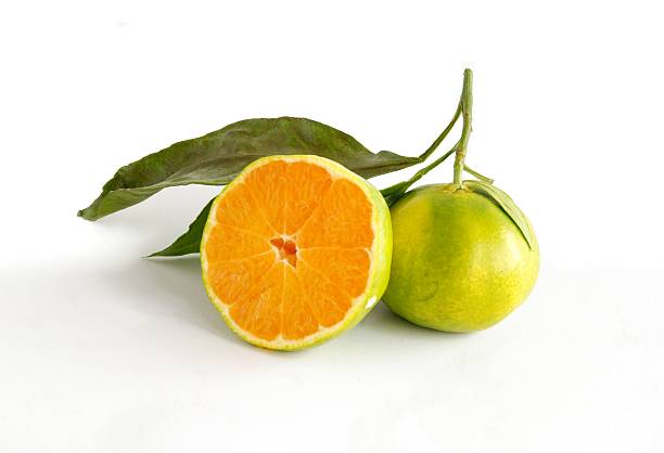 Miyagawa green fruit stock photo