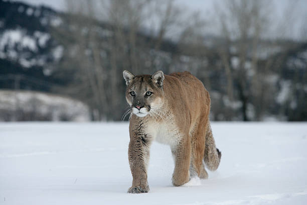 istock Puma or Mountain lion, Pumaa concolor 450170649