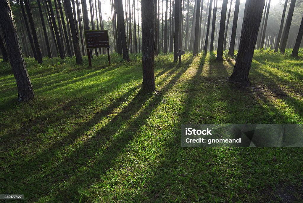 Pine trees Pine forest with sunlight passing through the trees Branch - Plant Part Stock Photo