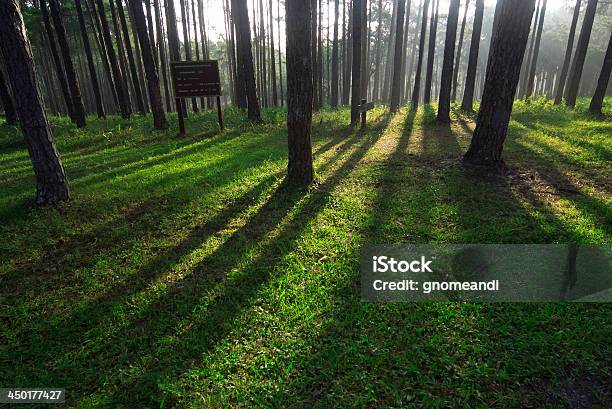 Pine Trees Stock Photo - Download Image Now - Branch - Plant Part, Environmental Conservation, Fog