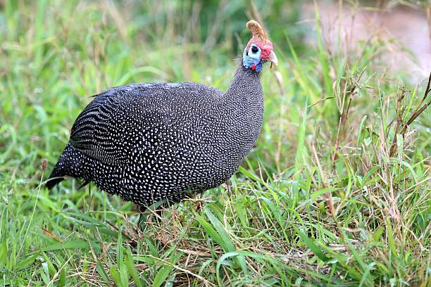 istock Guinea Fowl Bird 450192487