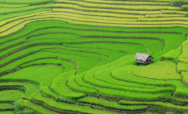 istock Terraced rice field with small house 450195719
