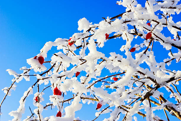 istock Branches rosehip covered with hoarfrost on the blue sky background. 450196581