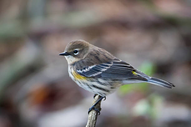 Yellow Rump Profile stock photo