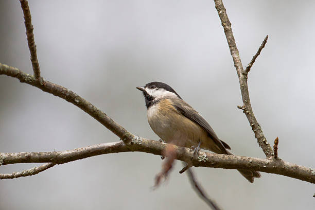 Chickadee stock photo