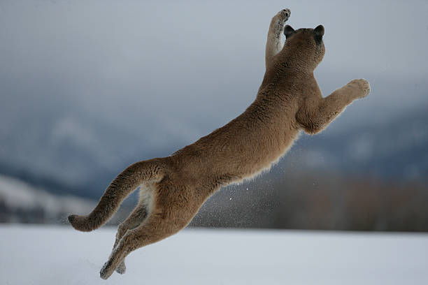 istock Puma or Mountain lion, Pumaa concolor 450206307