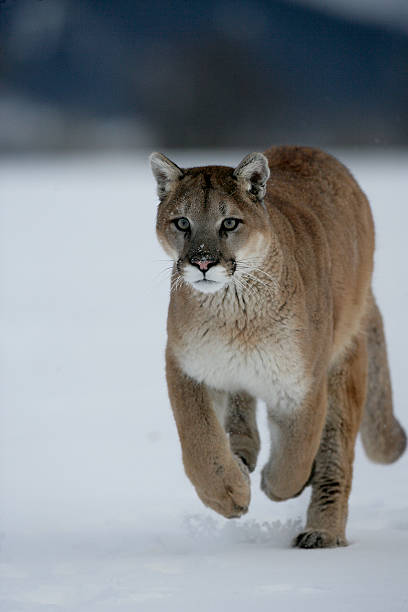 istock Puma or Mountain lion, Pumaa concolor 450206945