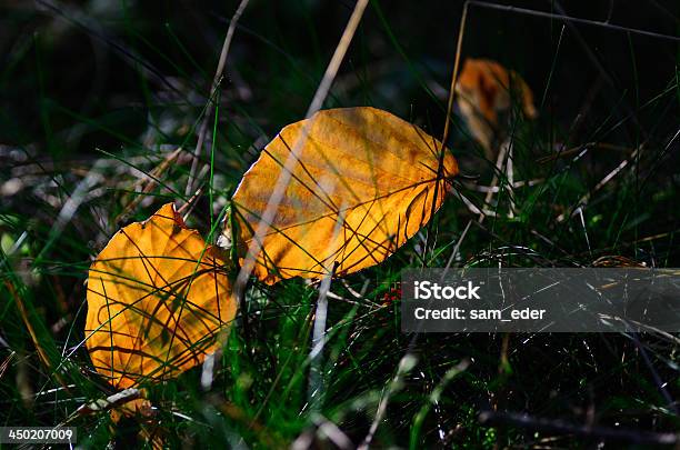 Foglie Di Autunno Giallo Brillante - Fotografie stock e altre immagini di Albero - Albero, Ambientazione esterna, Autunno