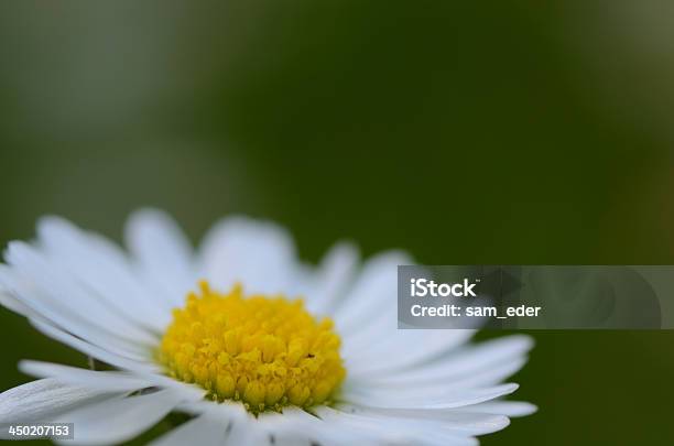 Gänseblümchenblume Mit Grünen Stockfoto und mehr Bilder von Blumenbouqet - Blumenbouqet, Botanik, Bunt - Farbton