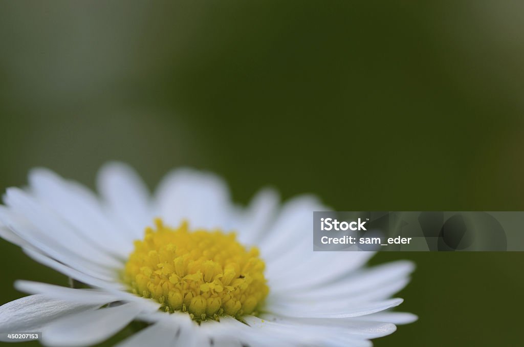 Flor de margarita con verde - Foto de stock de Aire libre libre de derechos