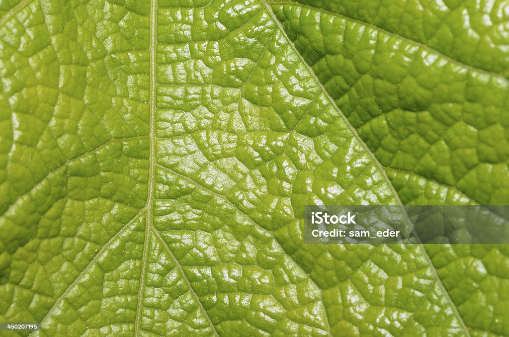 Foglia di superficie - Foto stock royalty-free di Ambientazione esterna