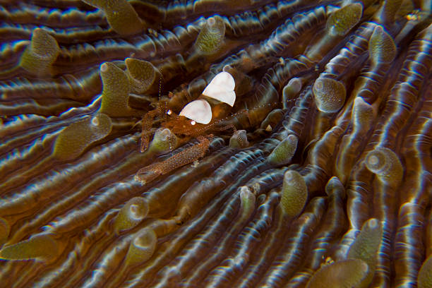 istock Shrimp in white costume at Lembeh Strait 450207247