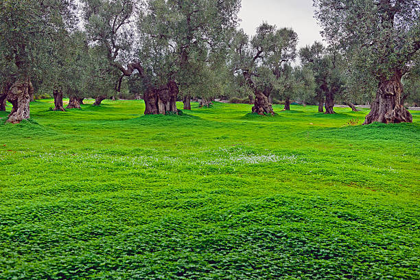 Trees near Arco