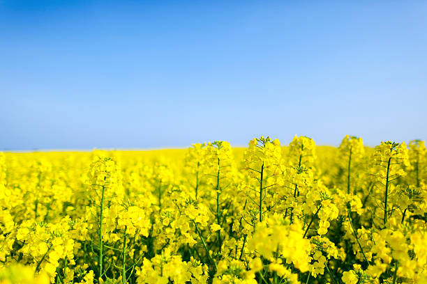 istock field of rapeseed 450211913