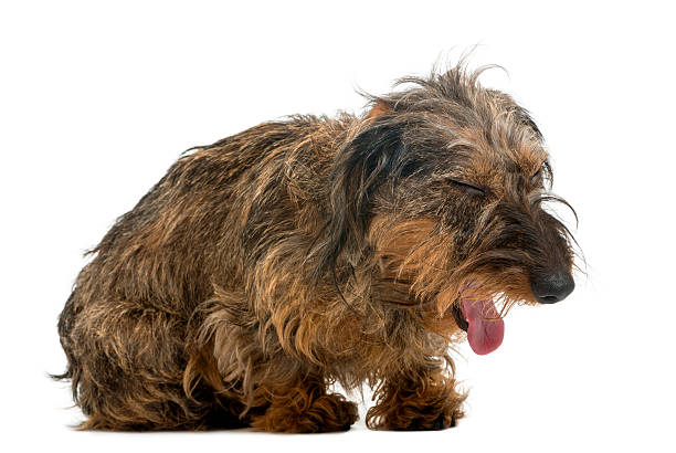 teckel bâiller, isolé sur blanc - dachshund color image dog animal photos et images de collection
