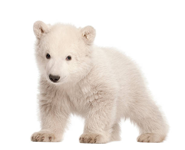 Polar bear cub, Ursus maritimus, 3 months old Polar bear cub, Ursus maritimus, 3 months old, standing against white background bear cub stock pictures, royalty-free photos & images