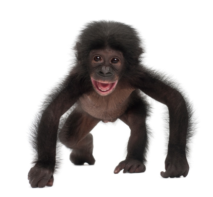 Bebé bonobo, Pan paniscus, 4 meses de edad photo
