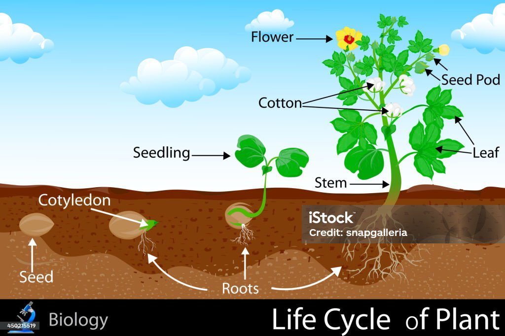 Жизненный цикл Plant - Векторная графика Биология роялти-фри