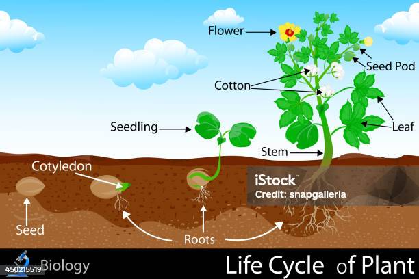Жизненный Цикл Plant — стоковая векторная графика и другие изображения на тему Биология - Биология, Ботаника, Векторная графика