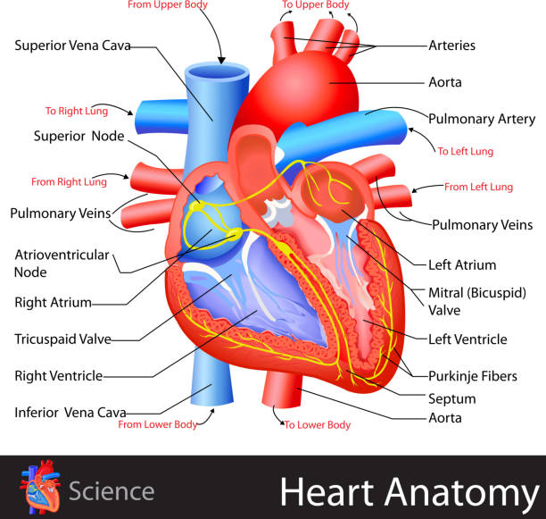 심장 해부 구조 - left ventricle stock illustrations