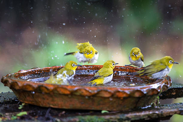 istock Oriental white-eye bird play water 450215875