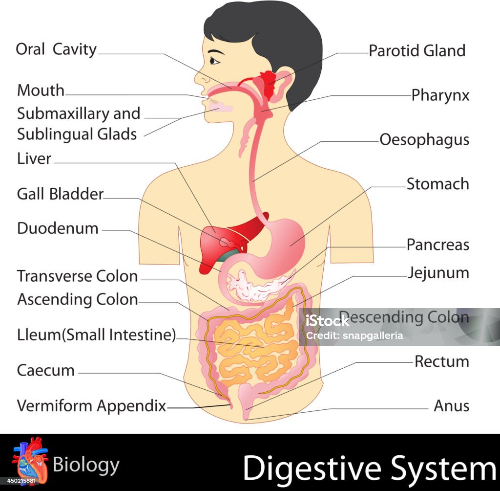 Digestive System Stock Illustration - Download Image Now - Salivary Gland, Human  Digestive System, Diagram - iStock
