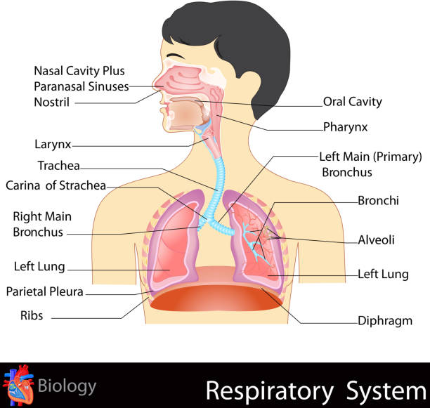 ilustrações de stock, clip art, desenhos animados e ícones de sistema respiratório humano - respiratory system