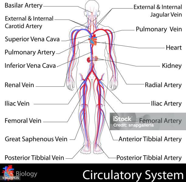 Sistema Circolatorio - Immagini vettoriali stock e altre immagini di Immagine mossa - Immagine mossa, Ordine, Anatomia umana