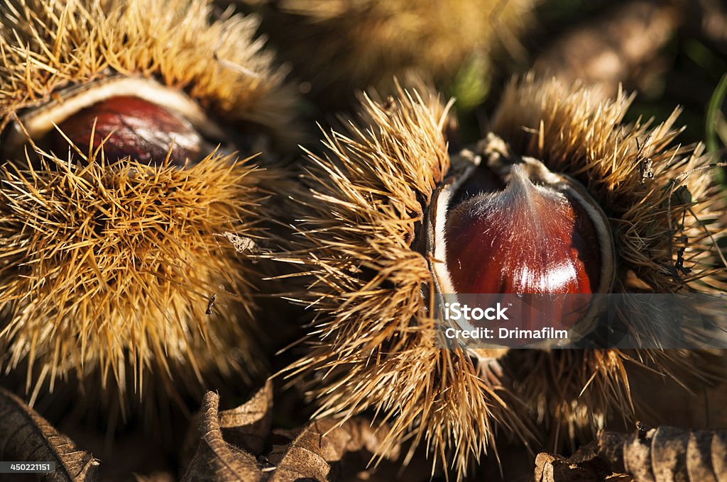 Chestnuts inside husks Chestnuts inside husks with brown autumn leaves Autumn Stock Photo