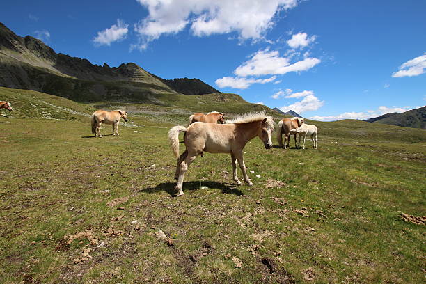 macho potro urinates no prado perto de alpine lakes schwarzmoos, tirol - horse herd togetherness connection imagens e fotografias de stock