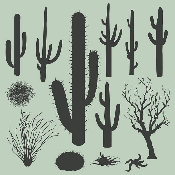 ilustrações, clipart, desenhos animados e ícones de ilustração em vetor de plantas - national wildlife reserve illustrations