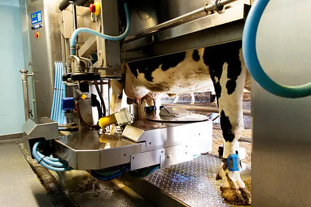 A cow enters a booth to be milked by a modern robotic system