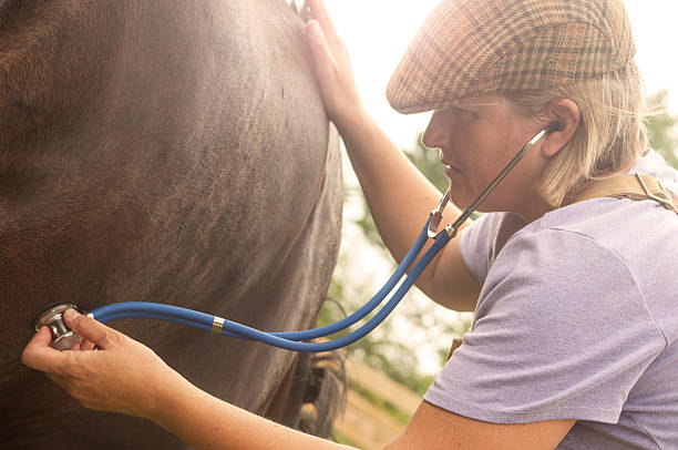 istock Vet examining a horse 450231271