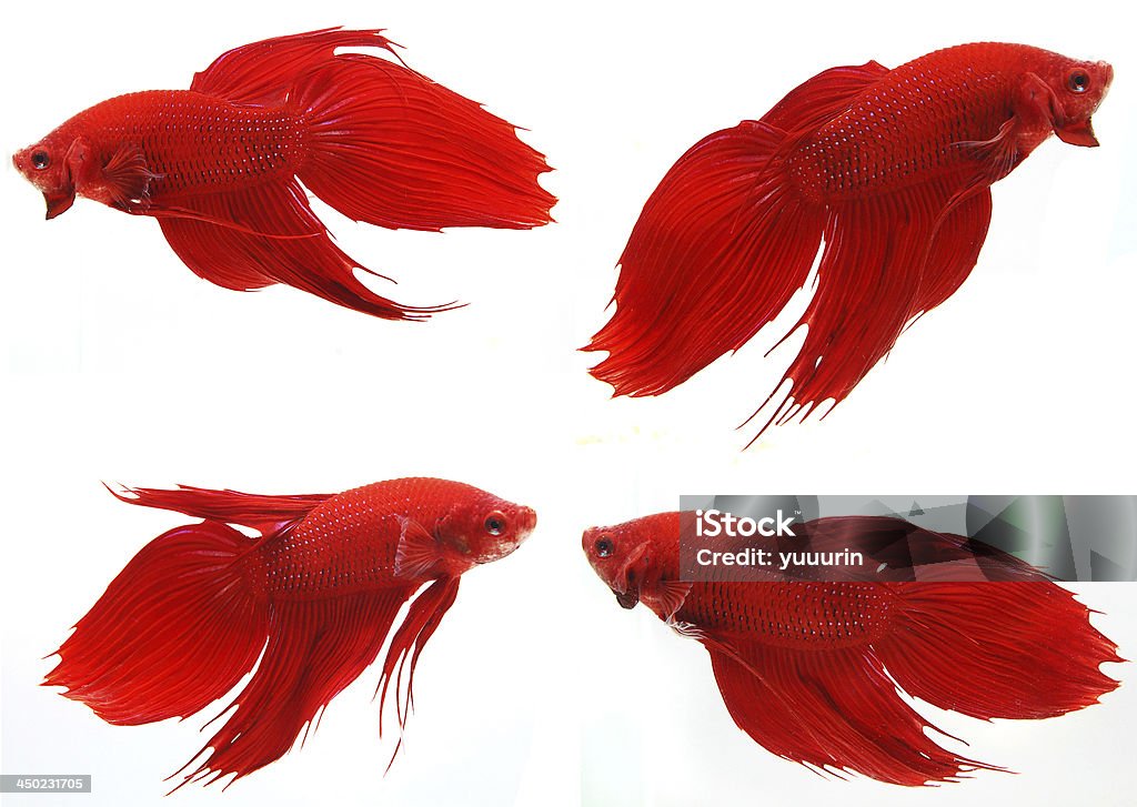 Beta Splendens - Royalty-free Animal Foto de stock