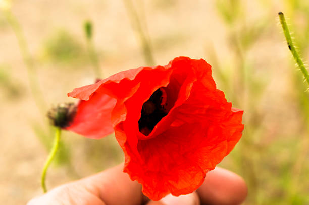 istock An image of plant 450231829