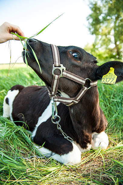 istock calves in the meadow race hf 450233103