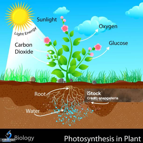 Ilustración de Fotosíntesis En La Planta y más Vectores Libres de Derechos de Fotosíntesis - Fotosíntesis, Diagrama, Concentración